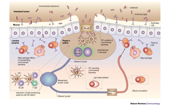 Bacteriile intestinale si sanatatea